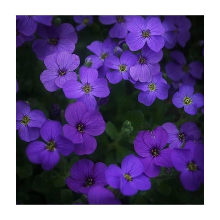 Blaukissen\u0020\u0028Aubrieta\u0020x.\u0020cultorum\u0020\u0029\u0020Blaumeise