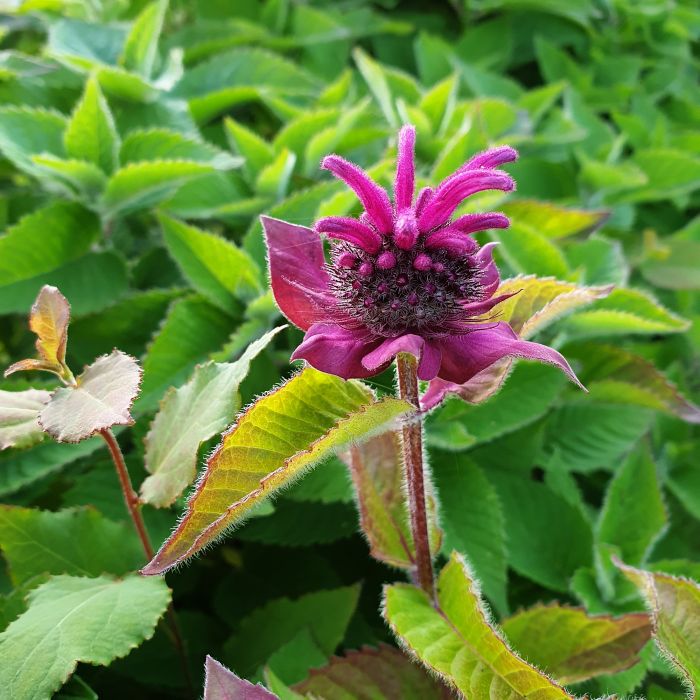 Indianernessel\u0020\u0028Monarda\u0020x\u0020cultorum\u0029\u0020Bee\u002DFree