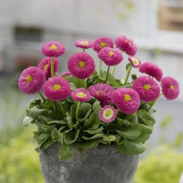 10\u0020St\u00FCck\u0020Pflanzen\u0020Sonnenhut\u0020\u0028\u0020Echinacea\u0020und\u0020Rudbeckia\u0020\u0029\u0020\u0028Mix\u0029\u0020