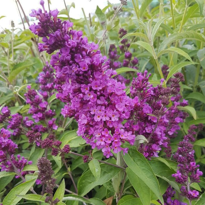 Zwerg\u002DSchmetterlingsflieder\u0020\u0028Buddleja\u0020davidii\u0029\u0020Free\u0020Petite\u0020Tutti\u0020Frutti