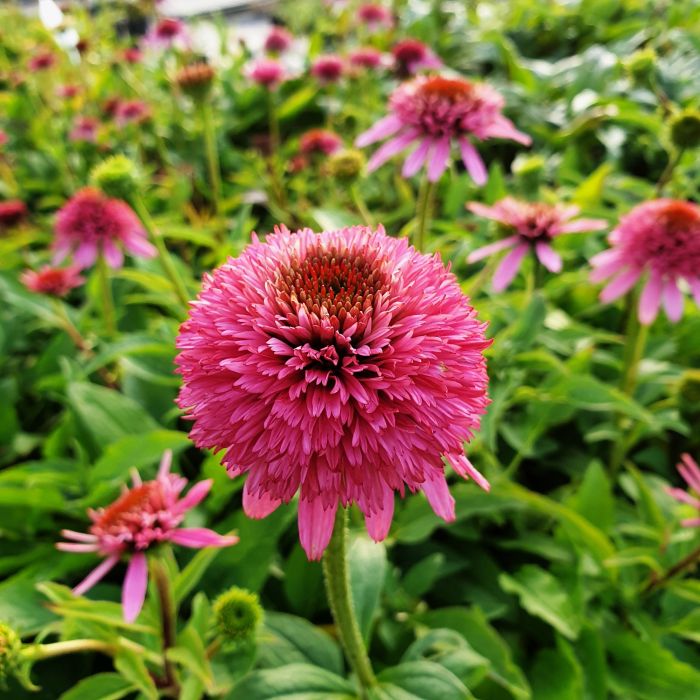 Sonnenhut\u0020\u0028Echinacea\u0029\u0020Butterfly\u0020Kisses