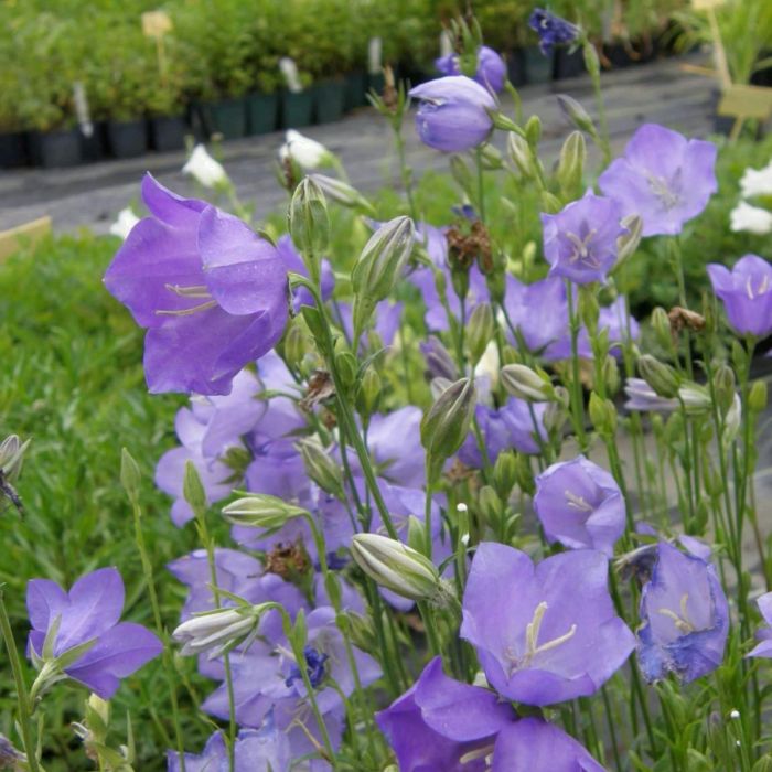 Pfirsichbl\u00E4ttrige\u0020Glockenblume\u0020\u0020\u0028Campanula\u0020persicifolia\u0020grandiflora\u0020\u0029\u0020Blaue\u0020Glocke\u0020
