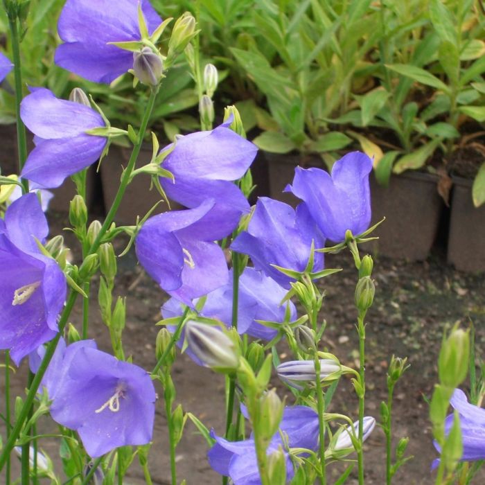 Pfirsichbl\u00E4ttrige\u0020Glockenblume\u0020\u0020\u0028Campanula\u0020persicifolia\u0020grandiflora\u0020\u0029\u0020Blaue\u0020Glocke\u0020