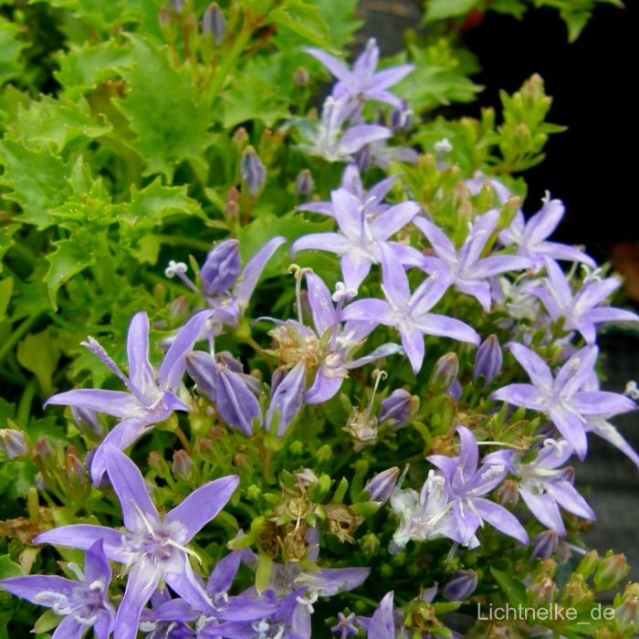 Sternpolster\u0020\u002D\u0020Glockenblume\u0020\u0020\u0028Campanula\u0020garganica\u0020\u0029\u0020