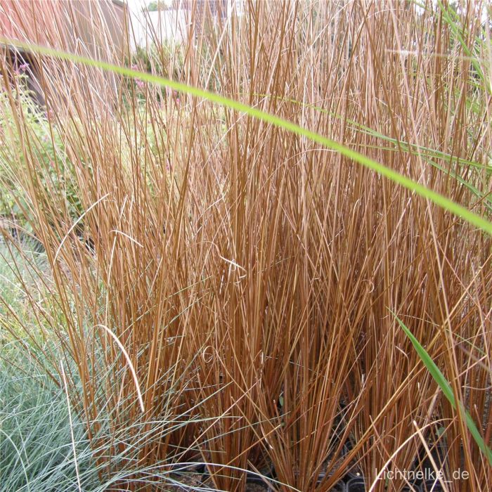 Fuchsrote\u0020Segge\u0020\u0028Carex\u0020buchananii\u0029\u0020Franks\u0020Hair