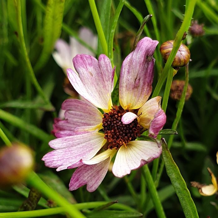 M\u00E4dchenauge\u0020\u0028Coreopsis\u0029\u0020Bloomsation\u0020Chameleon