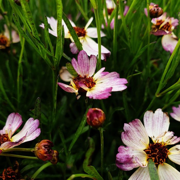 M\u00E4dchenauge\u0020\u0028Coreopsis\u0029\u0020Bloomsation\u0020Chameleon