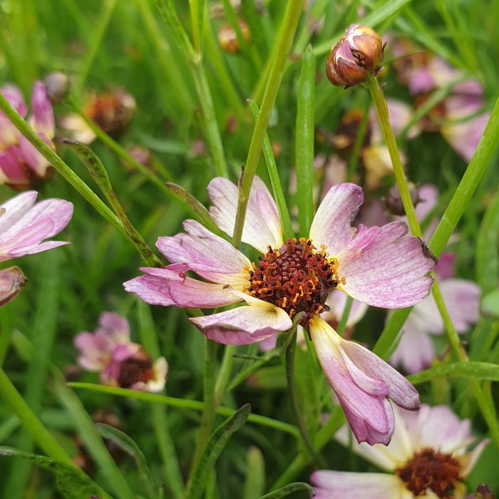 M\u00E4dchenauge\u0020\u0028Coreopsis\u0029\u0020Bloomsation\u0020Chameleon