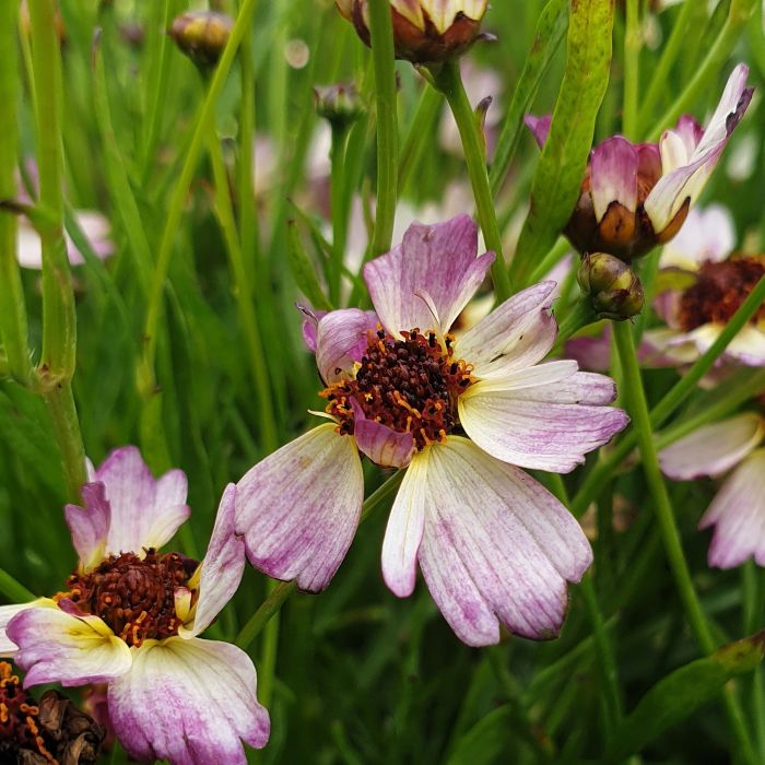 M\u00E4dchenauge\u0020\u0028Coreopsis\u0029\u0020Bloomsation\u0020Chameleon
