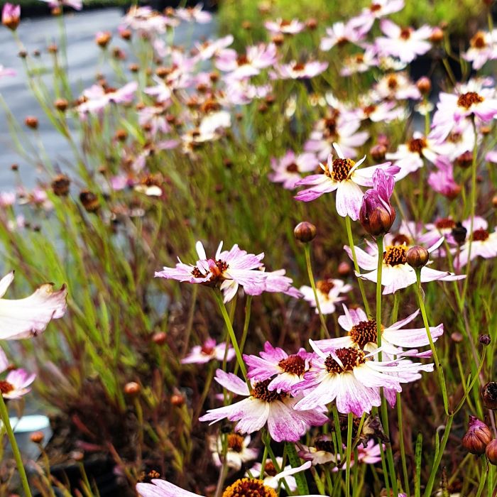 M\u00E4dchenauge\u0020\u0028Coreopsis\u0029\u0020Bloomsation\u0020Chameleon