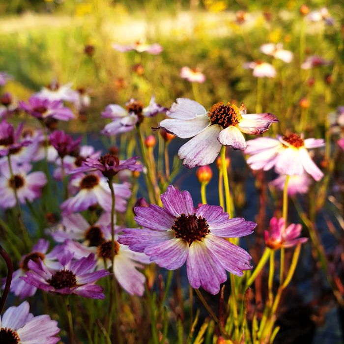 M\u00E4dchenauge\u0020\u0028Coreopsis\u0029\u0020Bloomsation\u0020Chameleon