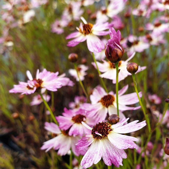 M\u00E4dchenauge\u0020\u0028Coreopsis\u0029\u0020Bloomsation\u0020Chameleon