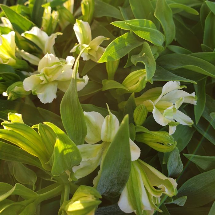 Inkalilie\u0020\u0028Alstroemeria\u0029\u0020Colorita\u00AE\u0020Charmelita\u0020Creme