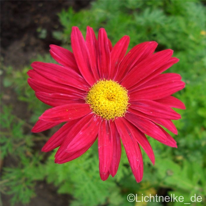Rote\u0020Margerite\u0020\u0028Chrysanthemum\u0020coccineum\u0020\u0029\u0020Robinson\u0020Rot\u0020