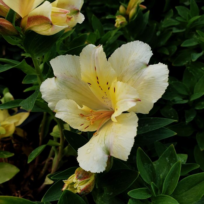 Inkalilie\u0020\u0028Alstroemeria\u0020hybrid\u0029\u0020Colorita\u00AE\u0020Claire