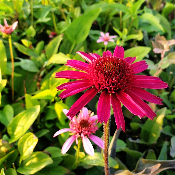 Sonnenhut\u0020\u0028Echinacea\u0029\u0020Delicious\u0020Candy