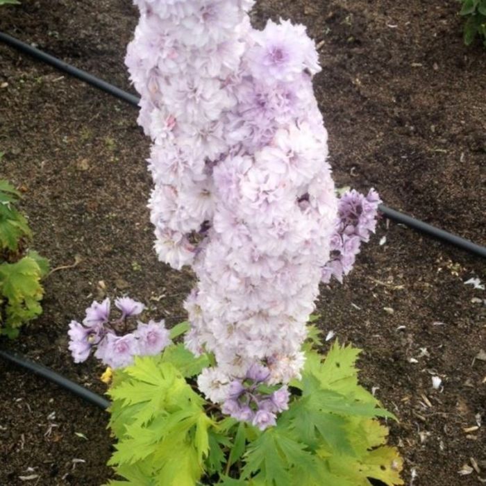 Rittersporn\u0020\u0028Delphinium\u0020elatum\u00A0\u0029\u0020Highlander\u0020Cha\u0020Cha