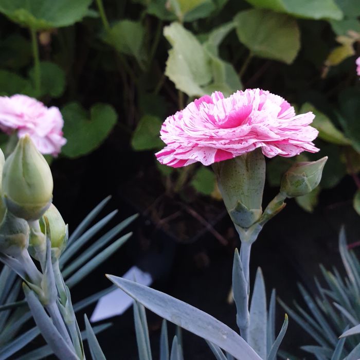 Duftende\u0020Federnelke\u0020\u0028Dianthus\u0020pulmarius\u0020Devon\u0020Cottage\u0029\u0020Pinball\u0020Wizard