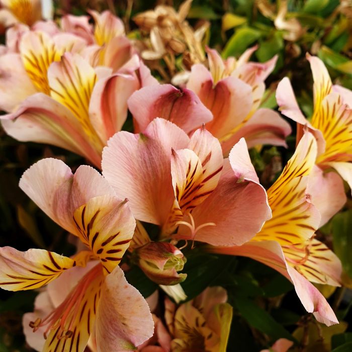 Inkalilie\u0020\u0028Alstroemeria\u0020hybrid\u0029\u0020Colorita\u00AE\u0020Eliane\u0020LIGHT\u0020PINK