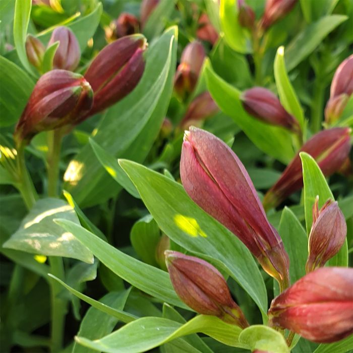 Inkalilie\u0020\u0028Alstroemeria\u0020hybrid\u0029\u0020Colorita\u00AE\u0020Eliane\u0020ORANGE