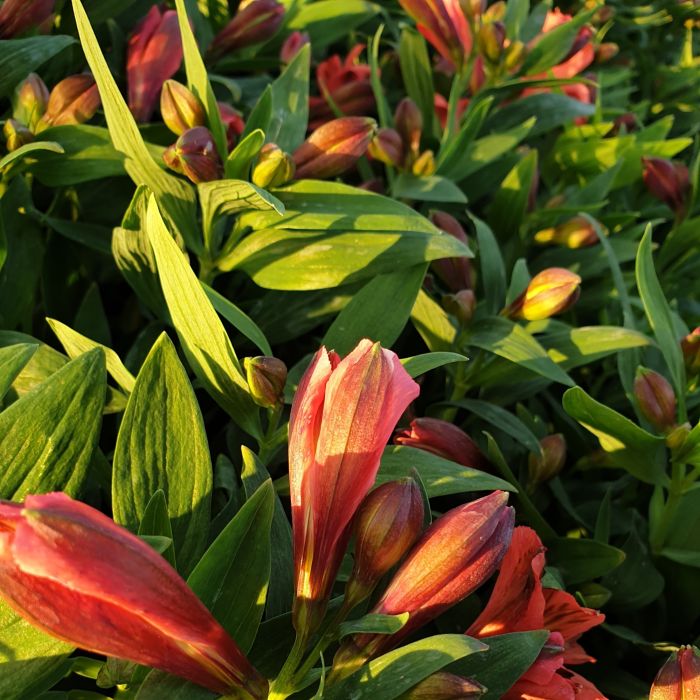 Inkalilie\u0020\u0028Alstroemeria\u0020hybrid\u0029\u0020Colorita\u00AE\u0020Eliane\u0020ORANGE