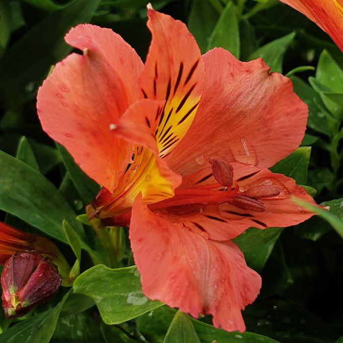 Inkalilie\u0020\u0028Alstroemeria\u0020hybrid\u0029\u0020Colorita\u00AE\u0020Eliane\u0020ORANGE