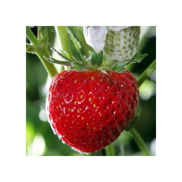 Erdbeerpflanze\u0020Erdbeere\u0020\u0028Fragaria\u0020x\u0020ananassa\u0029\u0020Mieze\u0020Schindler