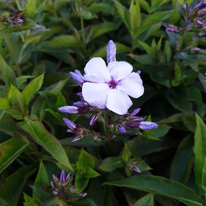Flammenblume\u0020\u0028Phlox\u0020paniculata\u0029\u0020Flame\u0020Light\u0020Blue
