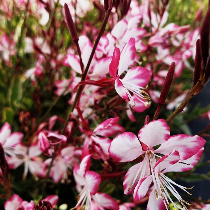 Prachtkerze\u0020\u0028Gaura\u0020lindheimerii\u0029\u0020Freefolk\u0020Rosy