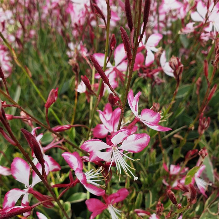 Prachtkerze\u0020\u0028Gaura\u0020lindheimerii\u0029\u0020Freefolk\u0020Rosy