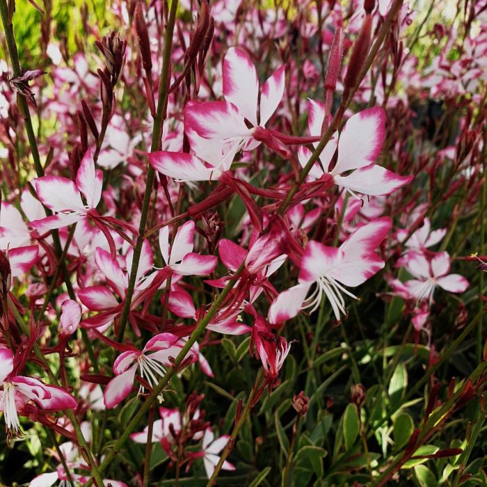 Prachtkerze\u0020\u0028Gaura\u0020lindheimerii\u0029\u0020Freefolk\u0020Rosy