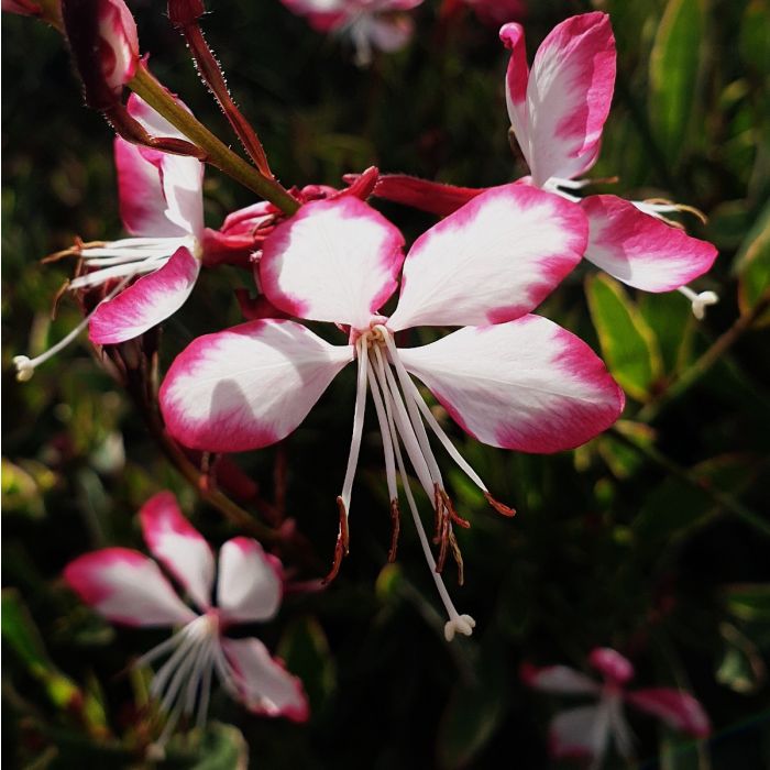 Prachtkerze\u0020\u0028Gaura\u0020lindheimerii\u0029\u0020Freefolk\u0020Rosy