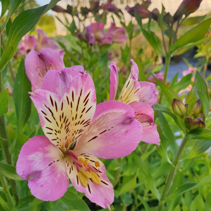 Hohe\u0020Inkalilie\u0020\u0028Alstroemeria\u0020hybrid\u0029\u0020Colorita\u00AE\u0020Garden\u0020Jewels\u0020Pink