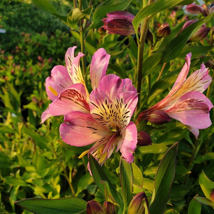 Hohe\u0020Inkalilie\u0020\u0028Alstroemeria\u0020hybrid\u0029\u0020Colorita\u00AE\u0020Garden\u0020Jewels\u0020Pink
