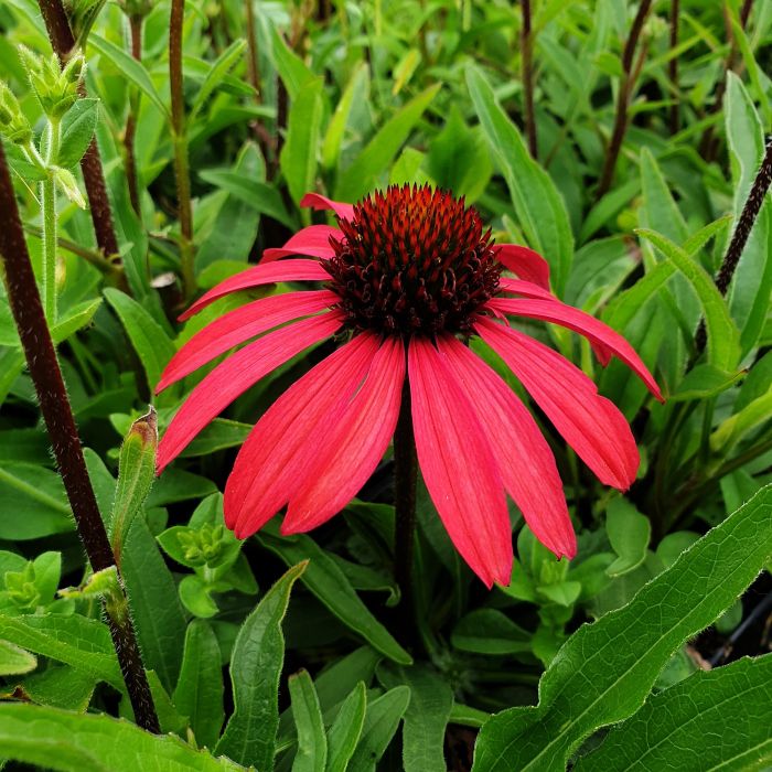 Sonnenhut\u0020\u0028Echinacea\u0020purpurea\u0029\u0020GLOWING\u0020DREAM