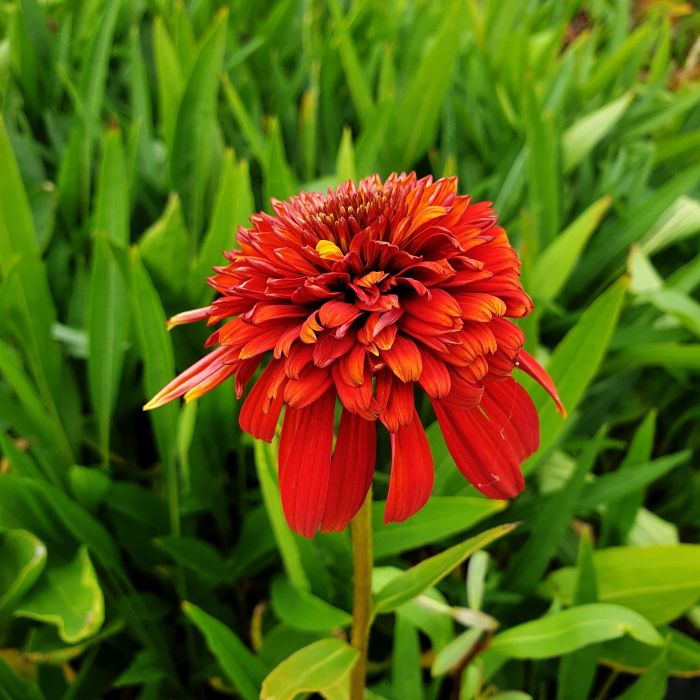 Sonnenhut\u0020\u0028Echinacea\u0020purpurea\u0029\u0020Hot\u0020Papaya