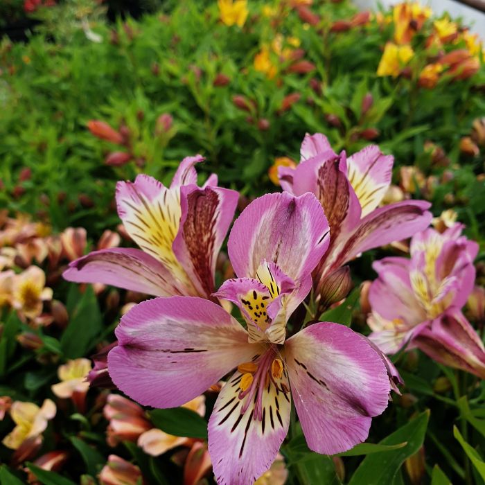 Hohe\u0020Inkalilie\u0020\u0028Alstroemeria\u0020hybrid\u0029\u0020Colorita\u00AE\u0020Garden\u0020Jewels\u0020Pink