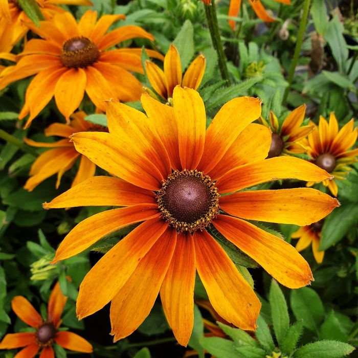 Rauher\u0020Sonnenhut\u0020\u0028Rudbeckia\u0029\u0020Joyful\u0020SmileyZ