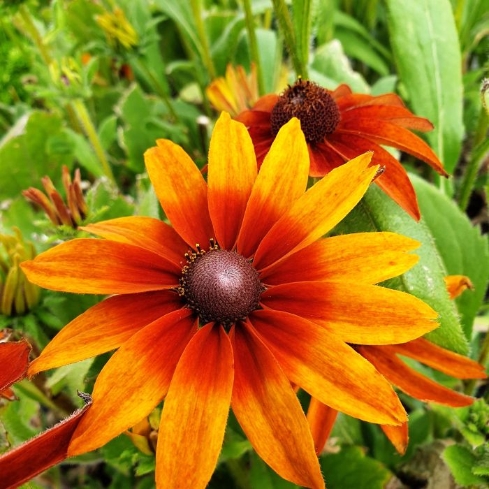 Rauher\u0020Sonnenhut\u0020\u0028Rudbeckia\u0029\u0020Joyful\u0020SmileyZ