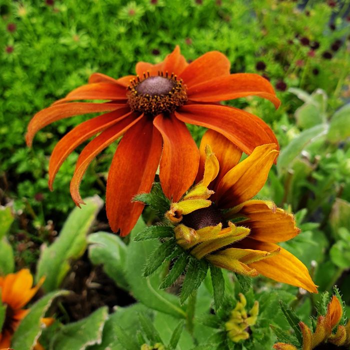 Rauher\u0020Sonnenhut\u0020\u0028Rudbeckia\u0029\u0020Joyful\u0020SmileyZ