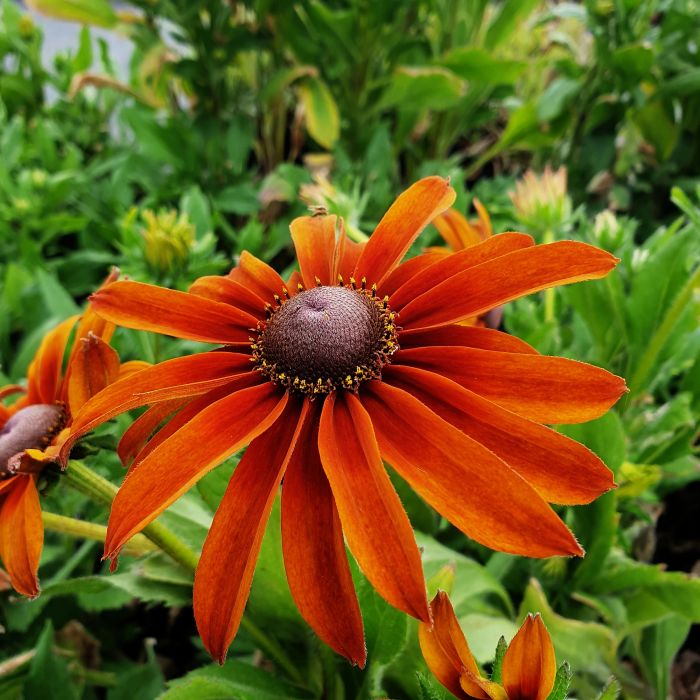 Rauher\u0020Sonnenhut\u0020\u0028Rudbeckia\u0029\u0020Joyful\u0020SmileyZ