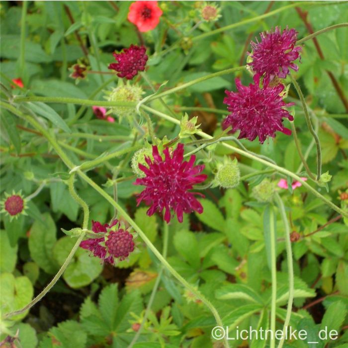 Mazedoniasche\u0020Witwenblume\u0020\u0028Knautia\u0020macedonica\u0029\u0020