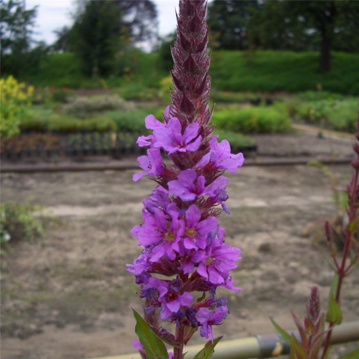 Blutweiderich\u0020\u0028Lythrum\u0020salicaria\u0020\u0029\u0020