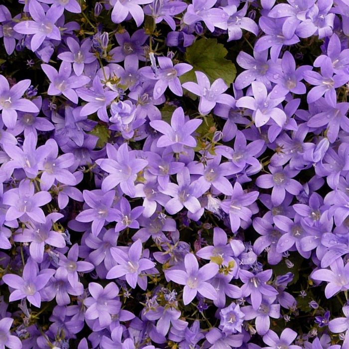 Mauerglockenblume\u0020\u0028Campanula\u0020portenschlagiana\u00A0\u0029\u0020
