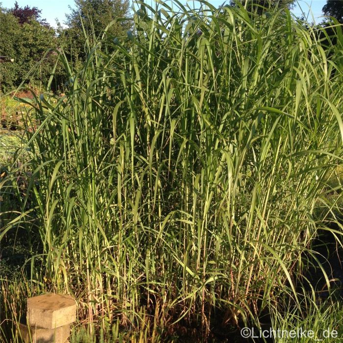Riesen\u002DChinaschilf\u0020\u0028Miscanthus\u0020giganteus\u0029\u0020