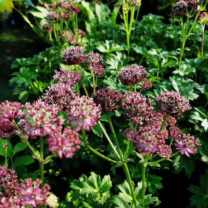 Gro\u00DFe\u0020Sterndolde\u0020\u0028Astrantia\u0020major\u0020\u0029\u0020Moulin\u0020Rouge\u00AE\u0020