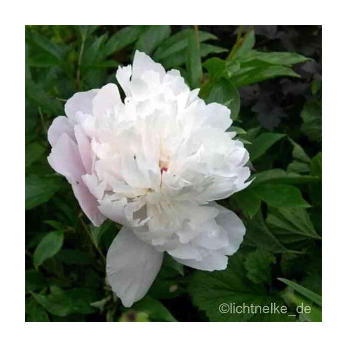 Pfingstrose\u0020\u0028Paeonia\u0020lactiflora\u0020\u0029\u0020wei\u00DF