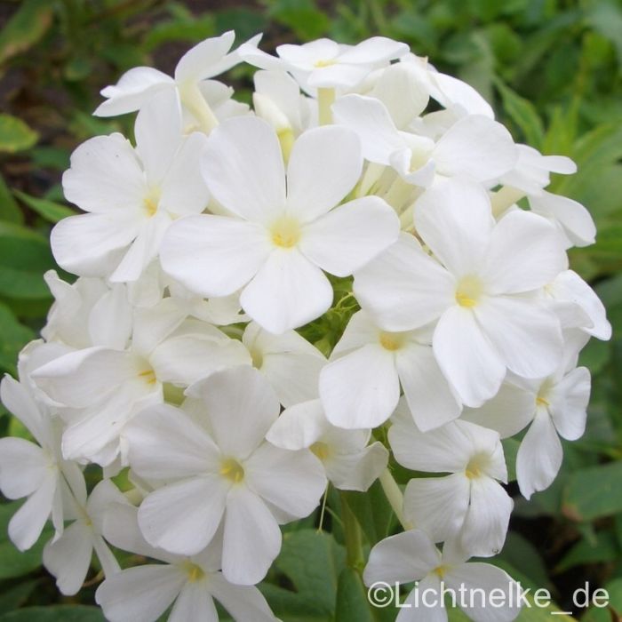 Flammenblume\u0020\u0028Phlox\u0020paniculata\u0020\u0029\u0020Alba