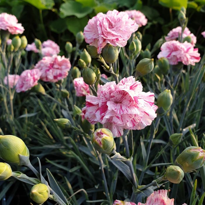 Duftende\u0020Federnelke\u0020\u0028Dianthus\u0020pulmarius\u0020Devon\u0020Cottage\u0029\u0020Pinball\u0020Wizard