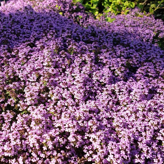 Polsterthymian\u0020\u0028Thymus\u0020praecox\u0029\u0020Atropurpurea\u0020